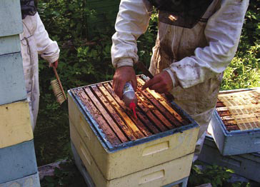 Beevital HiveClean w mojej pasiece